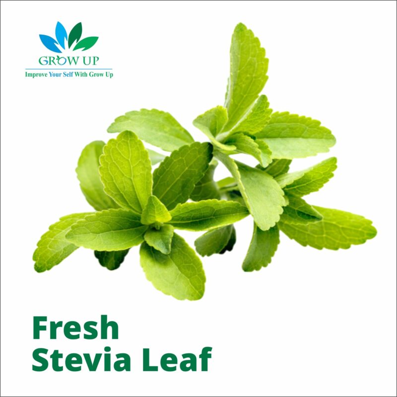 Fresh Stevia Leaf
